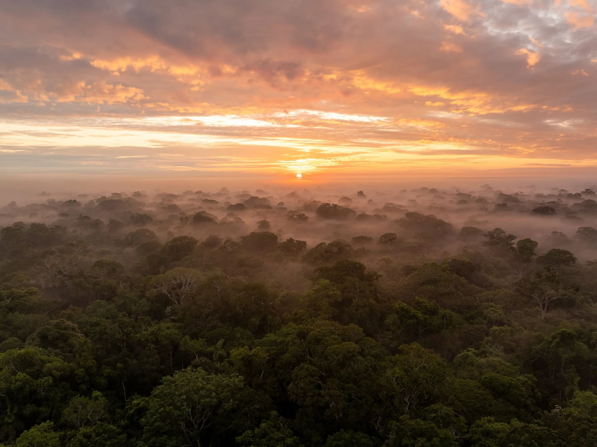 Dense rainforest canopy at sunrise shrouded in mist with golden sky breaking through the clouds.