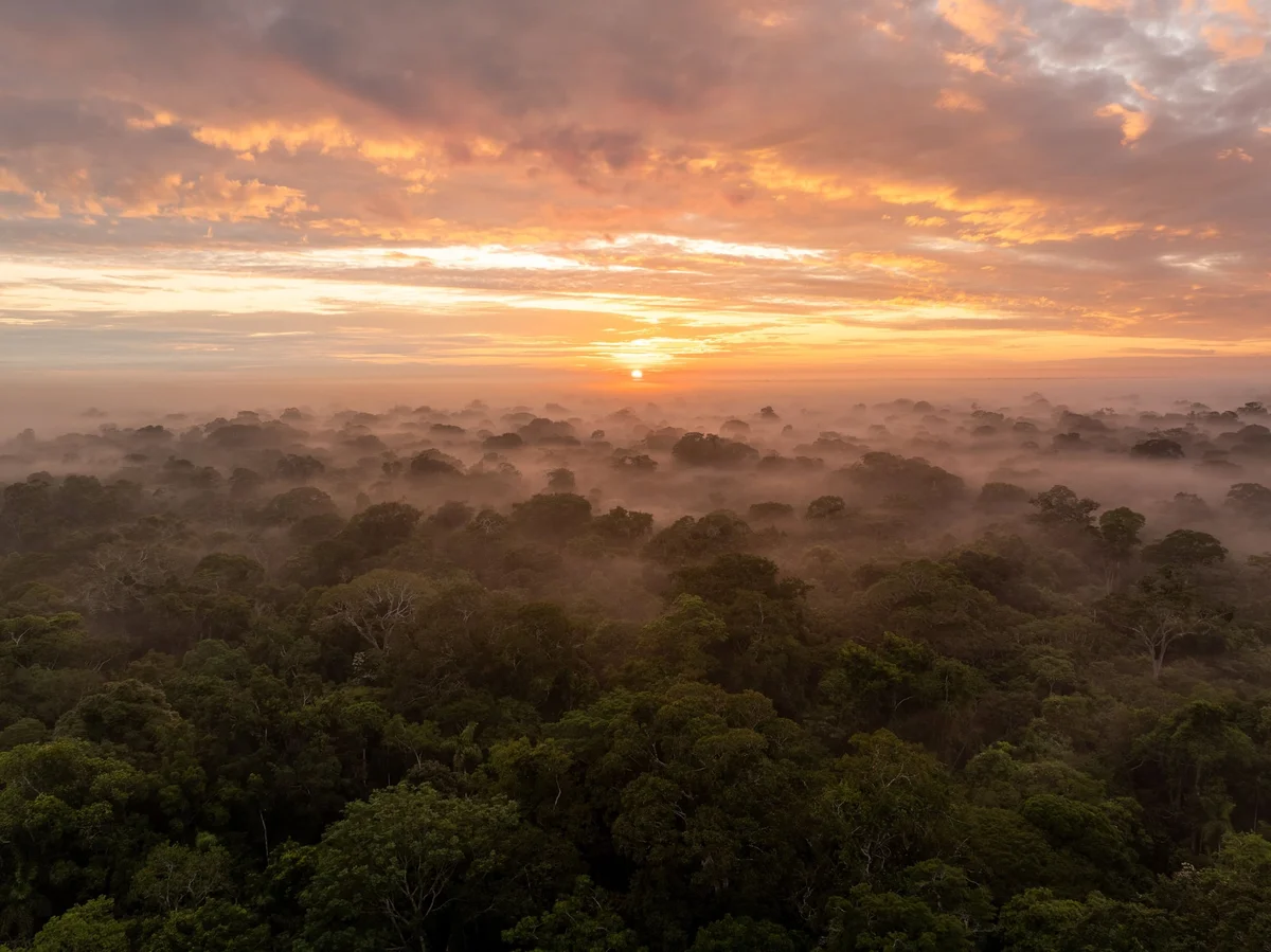 Dosel del bosque tropical denso al amanecer envuelto en neblina con cielo dorado entre las nubes.