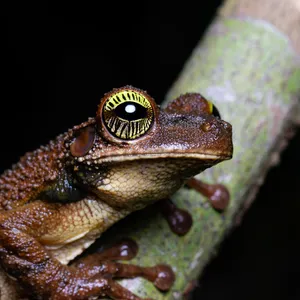 Brown lizard with striking yellow eye and vertical pupil perched on lichen-covered branch against black background.