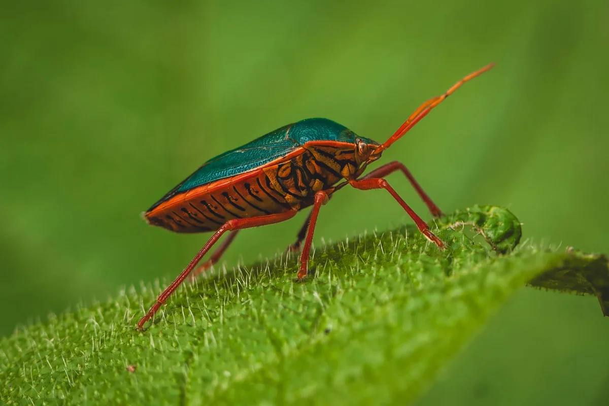 Insecto escudo colorido con élitros azul verdoso y patas rojas sobre un tallo vegetal verde y peludo.