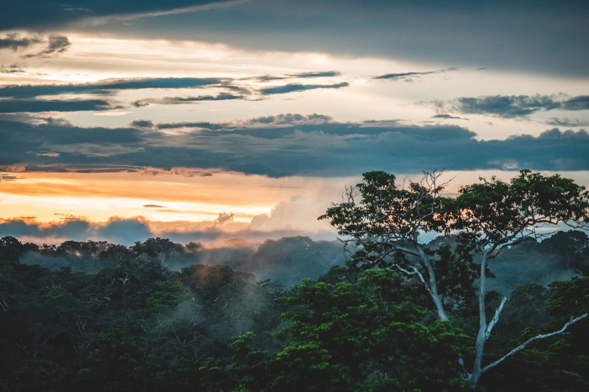 Tropical rainforest at sunset with dramatic sky and mist rising above the tree canopy.