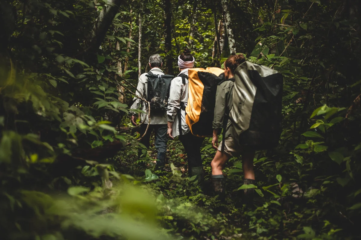 Three hikers with backpacks trek through dense jungle forest surrounded by lush green vegetation.