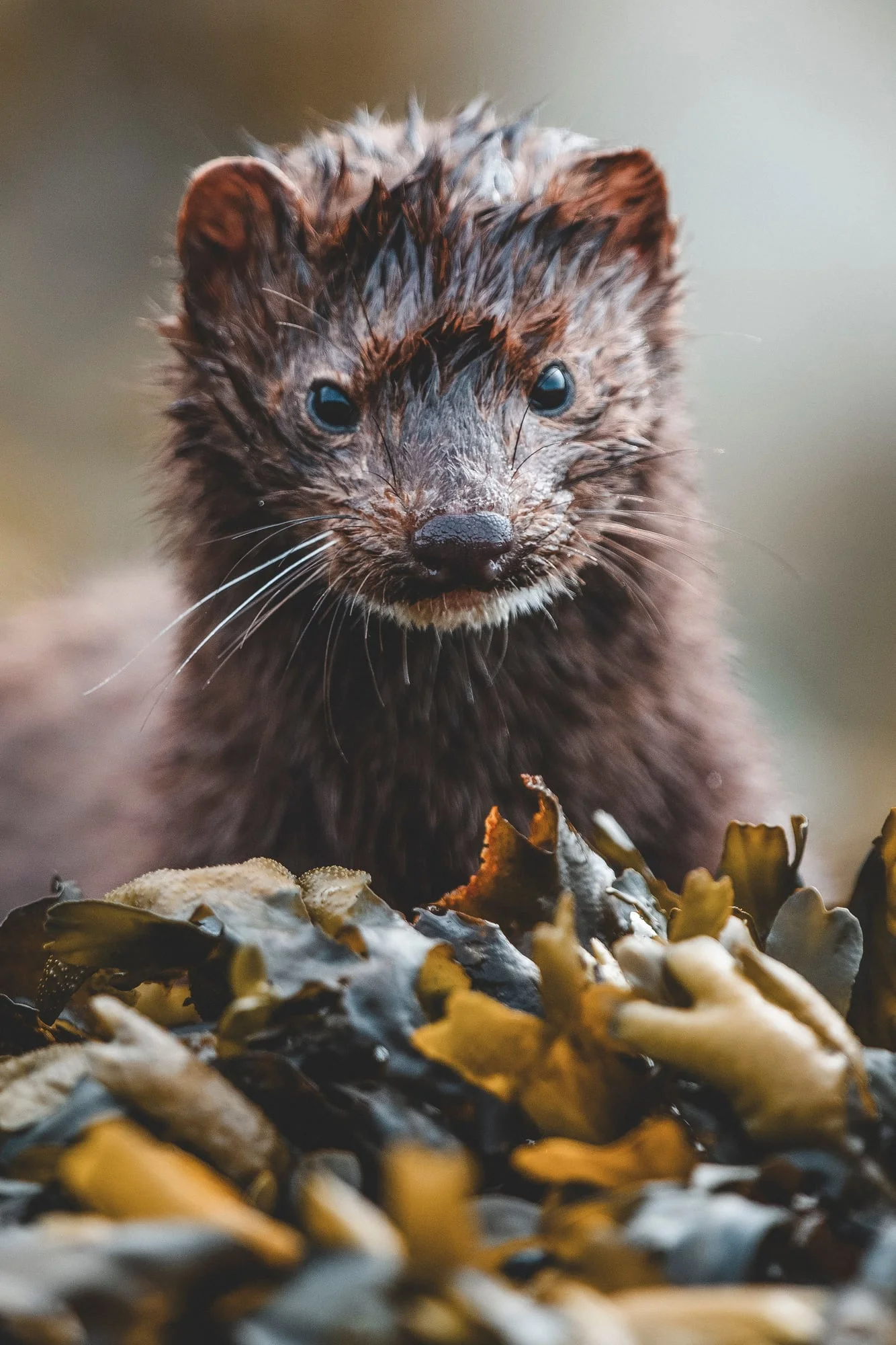 Primer plano de una nutria con pelaje marrón y blanco y ojos azules, sentada sobre rocas.