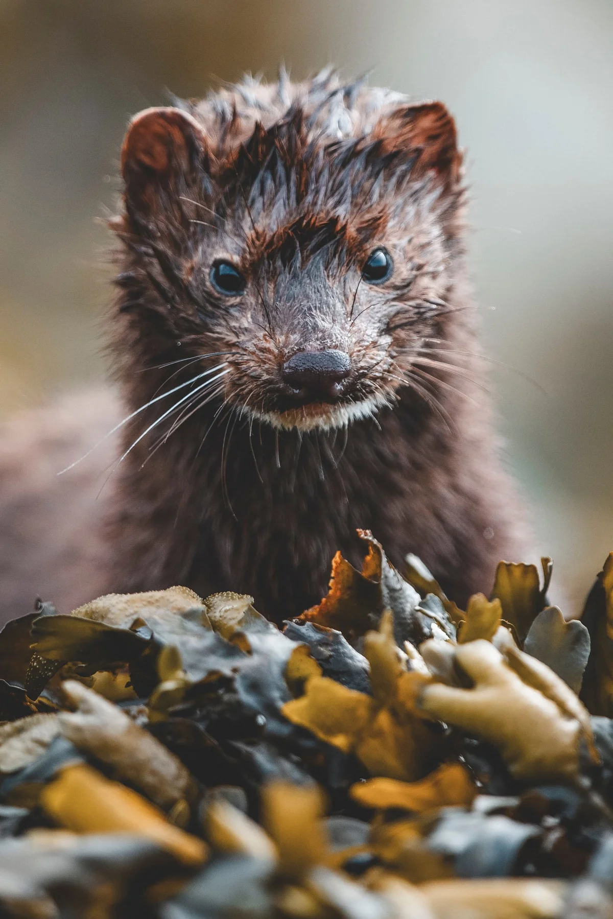 Primer plano de una nutria con pelaje marrón y blanco y ojos azules, sentada sobre rocas.