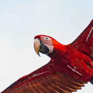 Colorful red macaw in flight against clear sky, showing distinctive beak and blue wing details.