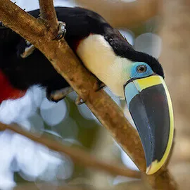 Black and white bird with large yellow beak perched on a branch